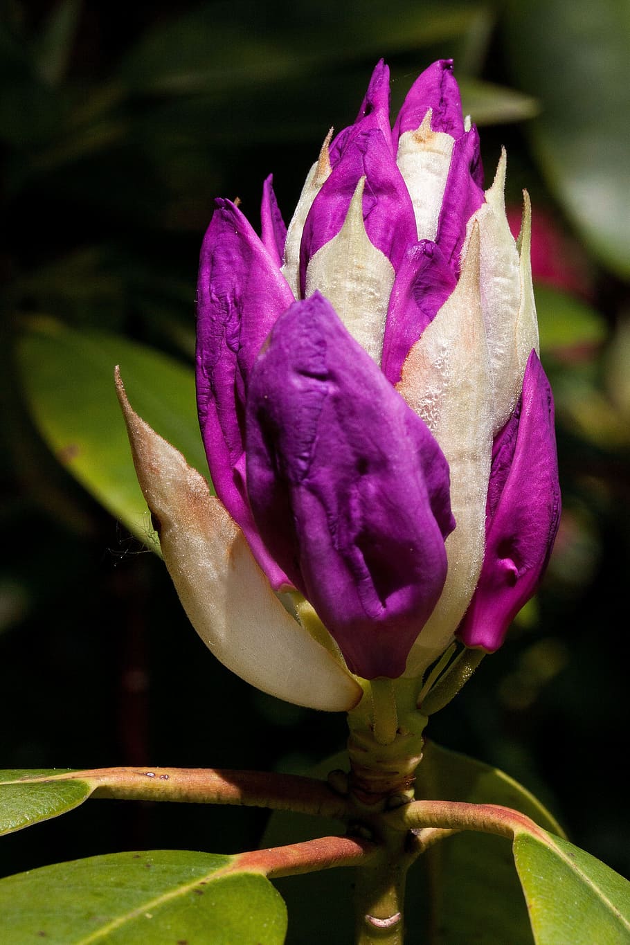 Rhododendron, Traub, traub notes, doldentraub, inflorescences HD wallpaper