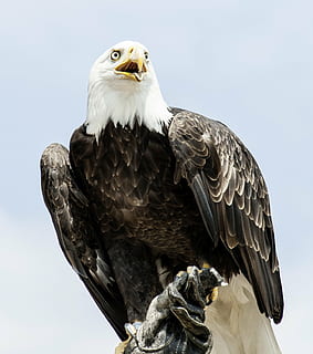 black and white American Eagle, adler, animal, bald eagle, bald eagles HD wallpaper