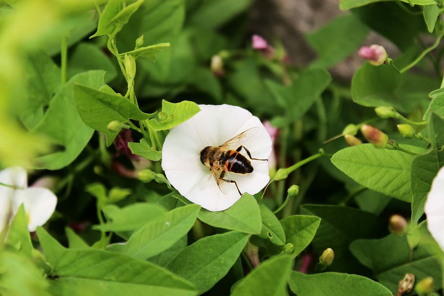 flower, osa, bee, bittern, insect, dust, pollination, tinker bell HD wallpaper