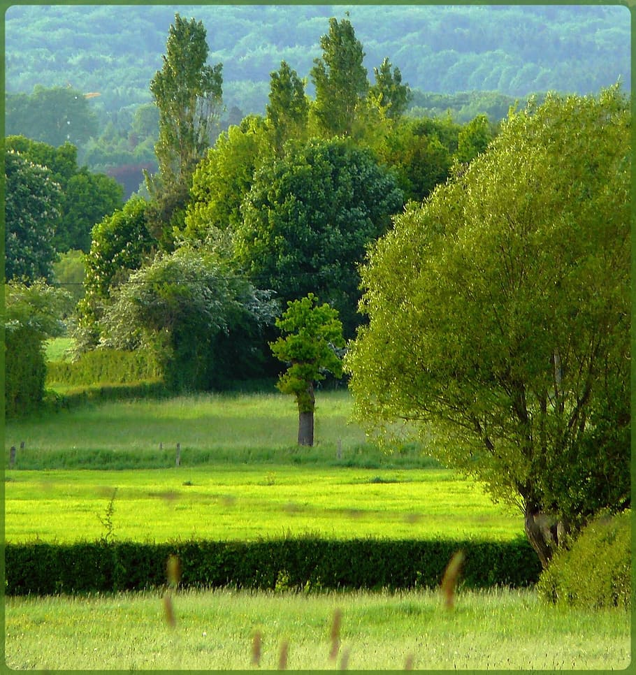green trees on grass-covered ground, meadow, reported, landscape HD wallpaper