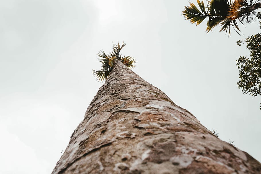 low angle photo of palm tree, low-angle photography of brown and green tree HD wallpaper