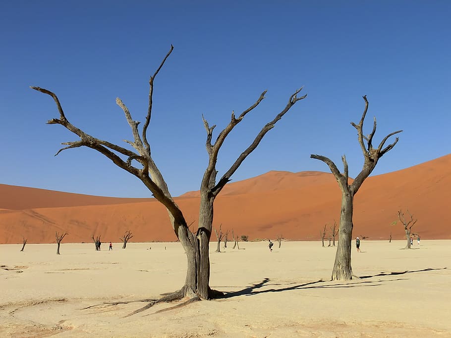 bare trees in the middle of dessert, namibia, africa, sossusvlei, HD wallpaper