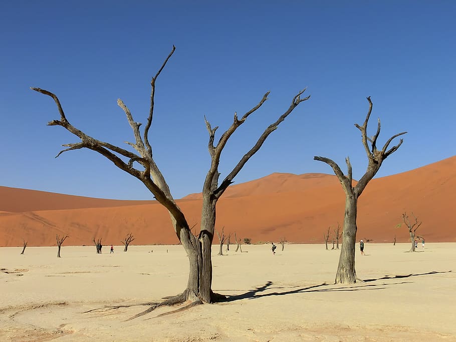 HD   Bare Trees In The Middle Of Dessert Namibia Africa   Namibia Africa Sossusvlei Drought 