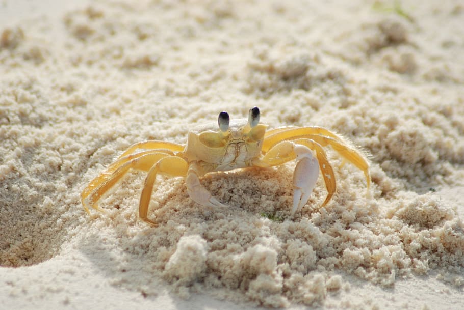 photo of yellow and white crab, ocypode quadrata, atlantic ghost crab