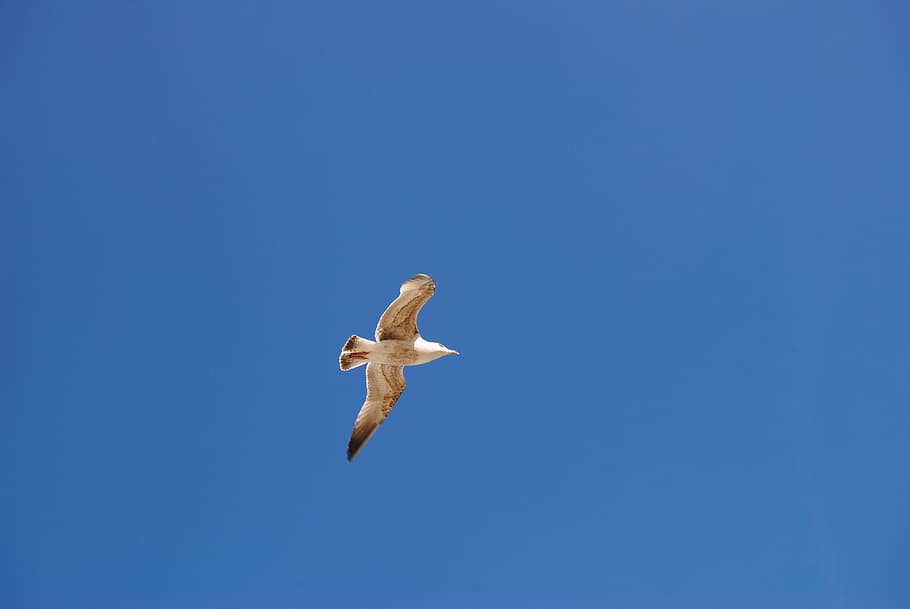 seagull, bird, sky, bird flight, flying, animal wildlife, animals in the wild HD wallpaper