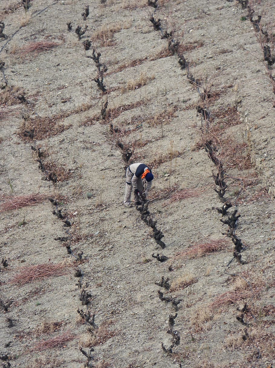 vineyard, pruning, priorat, llicorella, slate, slaty ground HD wallpaper