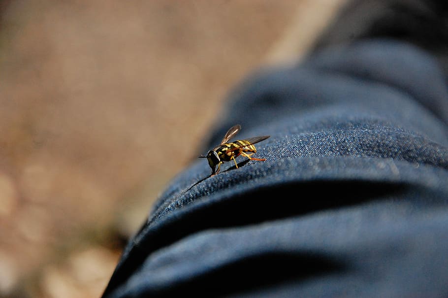 Bee, Pants, Macro, Insect, one animal, animal themes, animals in the wild HD wallpaper