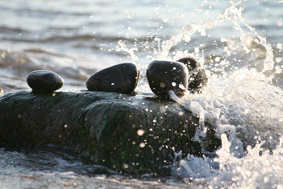 Sea, Rocks, Water, Splash, Wet, Summer, animal wildlife, animals in the wild HD wallpaper
