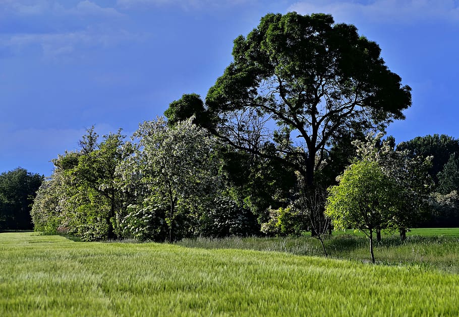 tree, flowering, nature, spring, flowers, the sky, green, clouds HD wallpaper