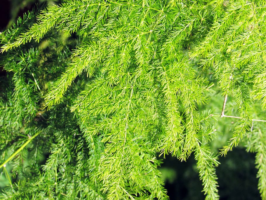 nature, plant, leaf, tree, green color, growth, plant part HD wallpaper