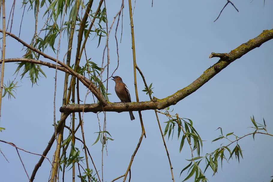 Bird, Nightingale, Plumage, animal wildlife, one animal, animals in the wild HD wallpaper