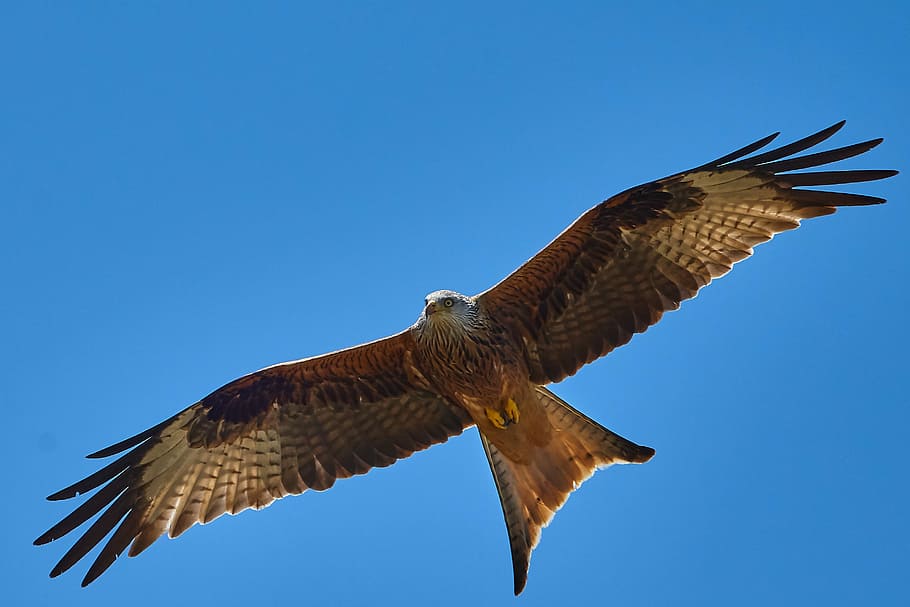 white and brown bird flying, milan, flight, sky, wing, bird of prey HD wallpaper
