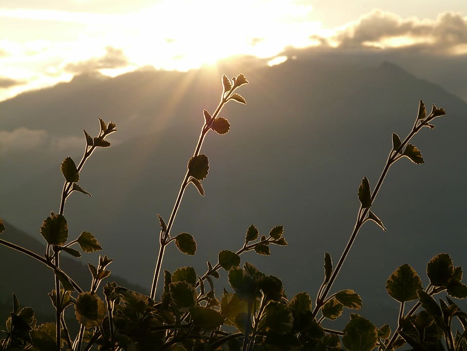 Back Light, Mountain, Plant, Sun, Leaf, nature, sunset, outdoors HD wallpaper