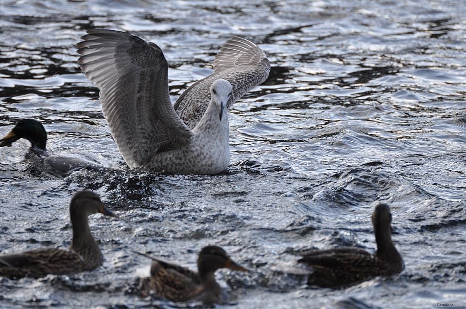 gull, bird, water, animal themes, group of animals, animals in the wild HD wallpaper