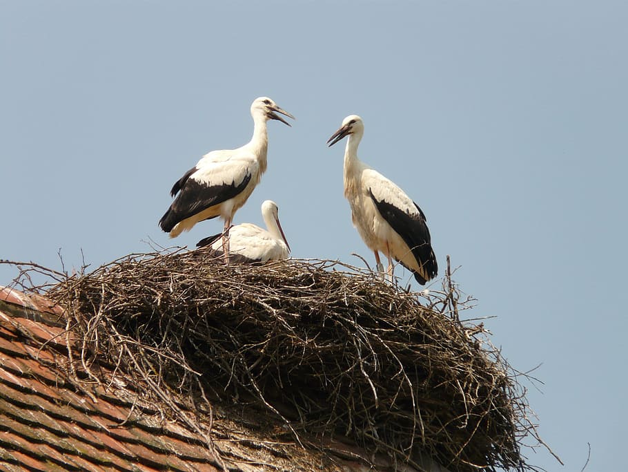three white-and-black birds on nest, stork, storchennest, hatching, HD wallpaper