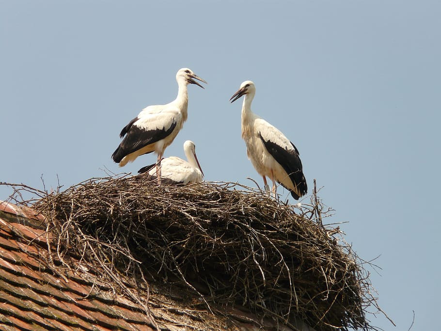 three white-and-black birds on nest, stork, storchennest, hatching HD wallpaper