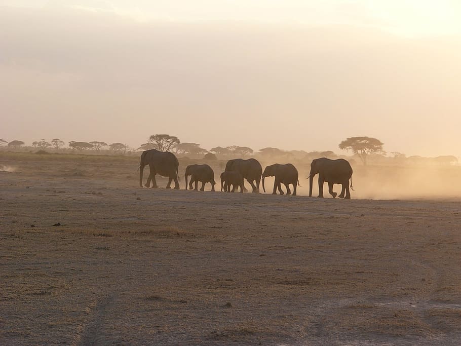 Amboseli, Elephant, Dust, Family, Flock, africa, safari, herd of elephants, HD wallpaper