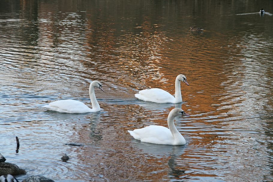 swan, puddle, lake, waters, reflection, river, nature, bird HD wallpaper