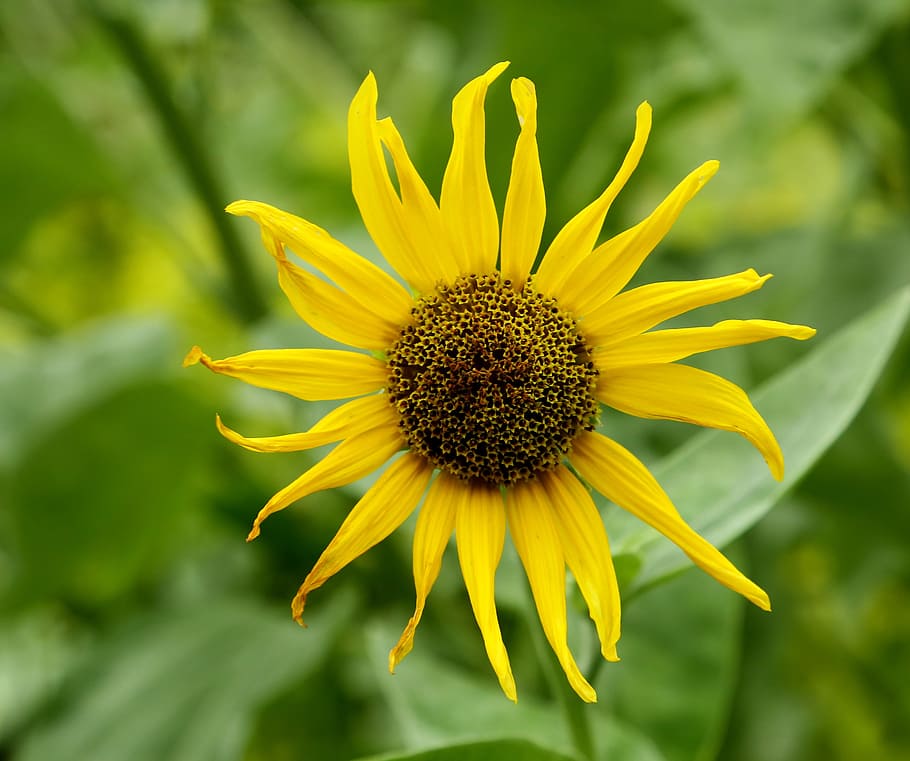 nature, flower, sunflower, flowering plant, yellow, freshness HD wallpaper