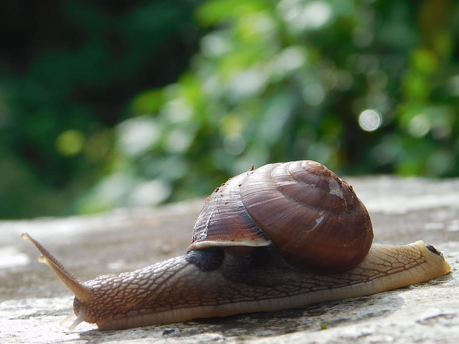 snail, stone, plants, animal wildlife, animal themes, one animal HD wallpaper