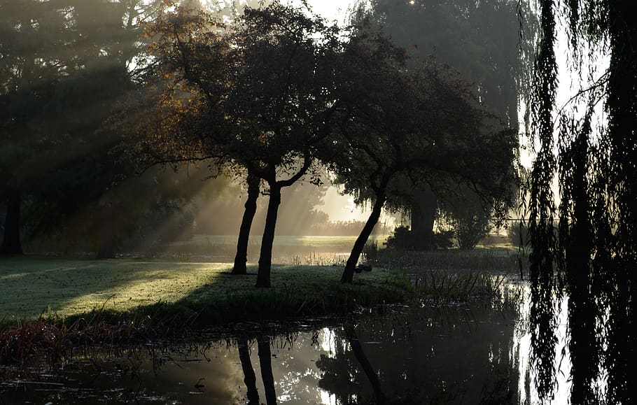 wilhelminapark, mist, sun rays, more, tree, water, plant, reflection HD wallpaper
