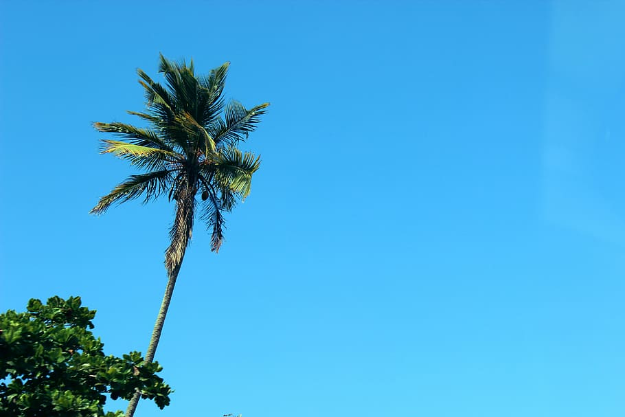 palm tree under clear blue sky, coconut, sunshine, summer, palm trees HD wallpaper