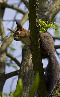 squirrel, verifiable kitten, spring, nest robbers, animal wildlife HD wallpaper