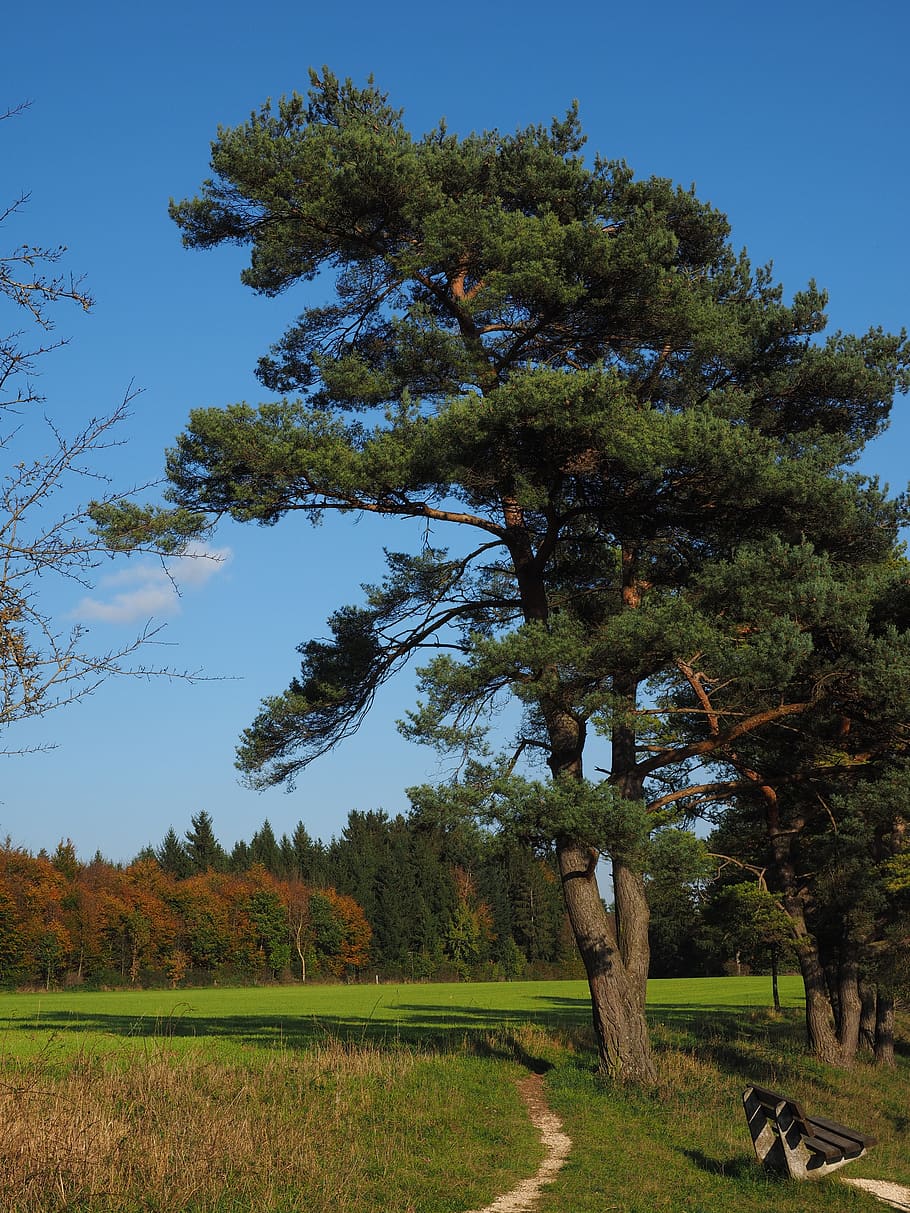 trail, swabian alb, path, migratory path, wegchen, tree, pine HD wallpaper