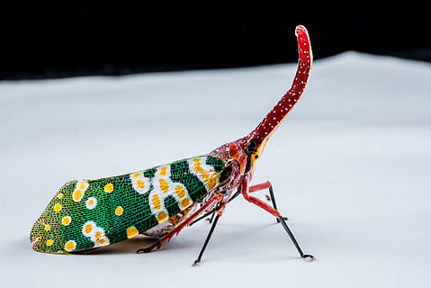 Canthigaster Cicada, Fulgoromorpha, insect, proboscis, long HD wallpaper