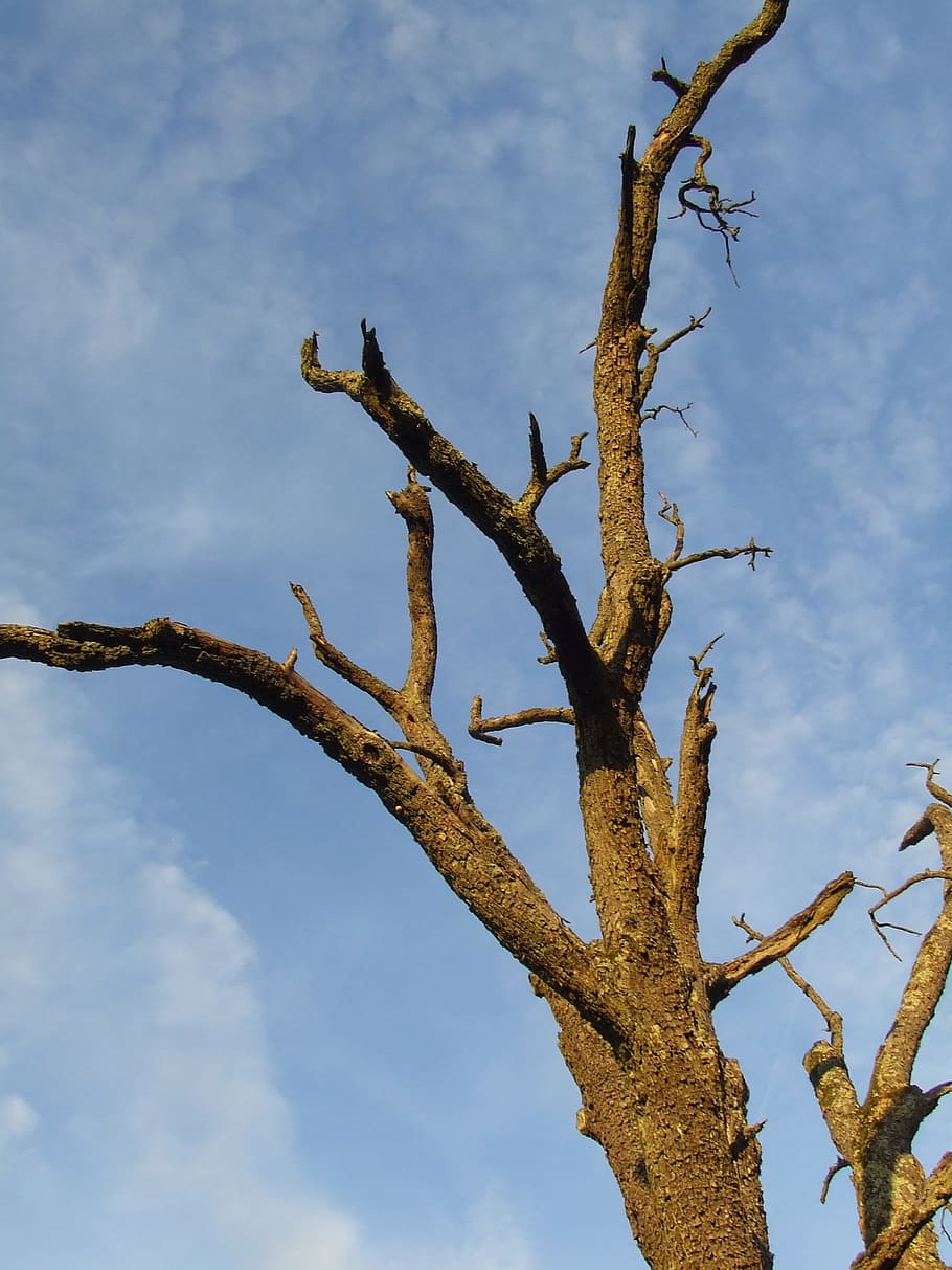 tree, dead tree, waldsterben, wood, environmental protection HD wallpaper