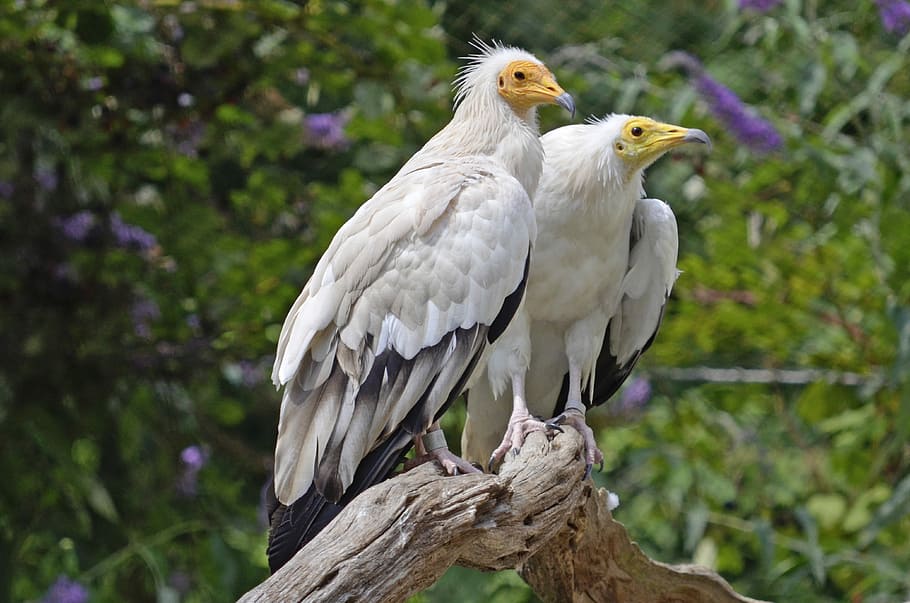 two white bird perching on branch, Egyptian Vulture, Pair, Raptors