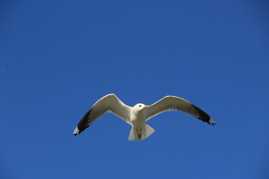 Gull, Fly, sky, one animal, animal wildlife, animals in the wild HD wallpaper