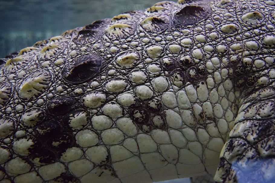 crocodile, alligator, animal, water, texture, skin, scales, HD wallpaper