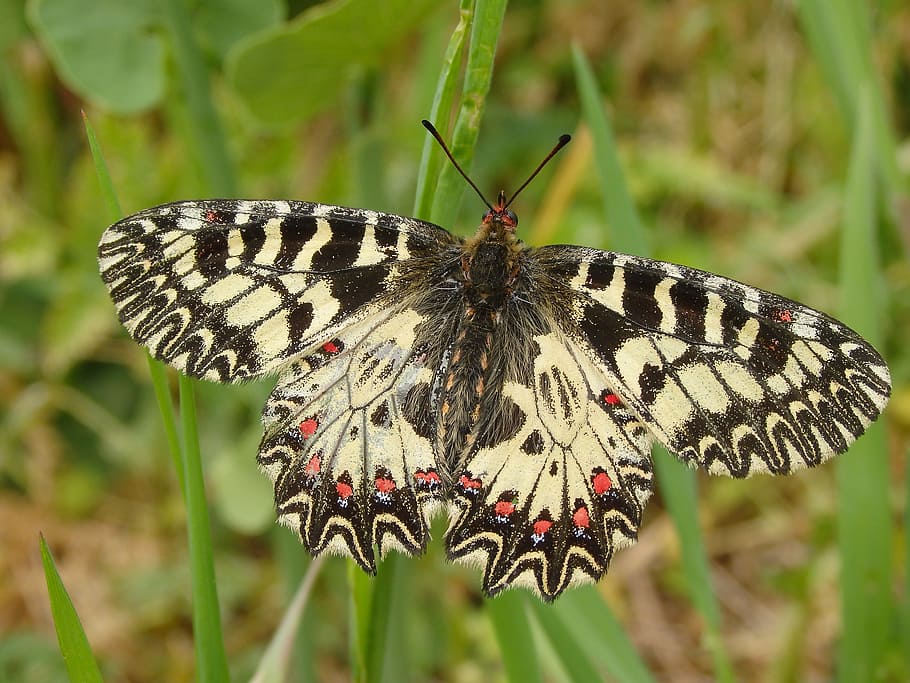 yellow and black buttefly, butterfly, insect, nature, spring HD wallpaper