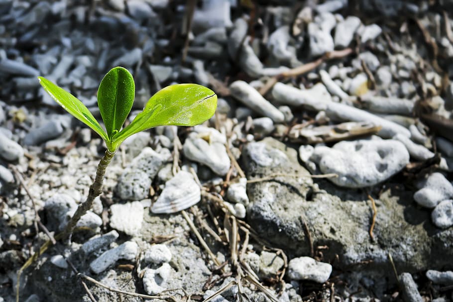 green leafed plant, soil, nature, ground, environment, little HD wallpaper