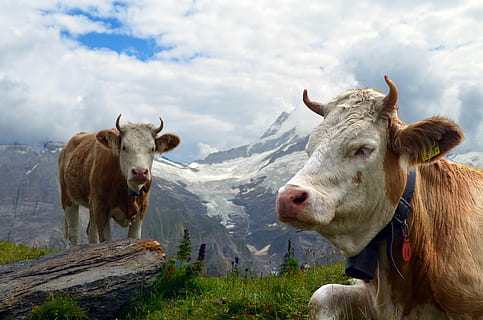 brown cattle near mountain during daytime, cow, alpine, glacier HD wallpaper