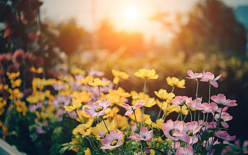 yellow and pink petaled flowers during daytime, background HD wallpaper