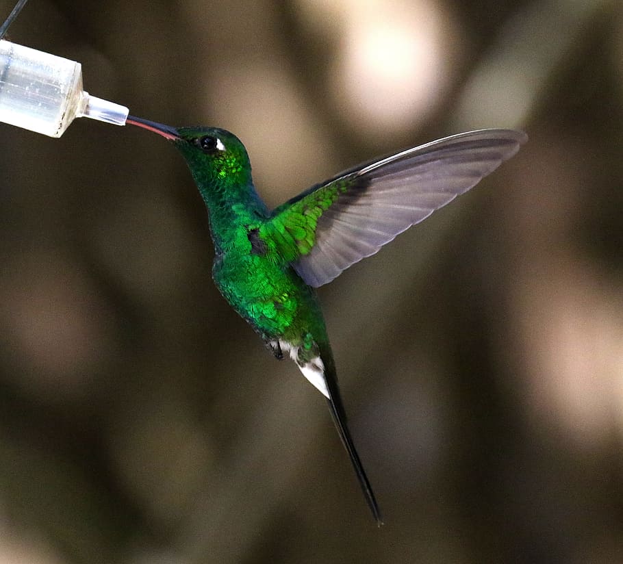 Cuba, Hummingbird, Nectar, Feeder, green, small, caribbean HD wallpaper