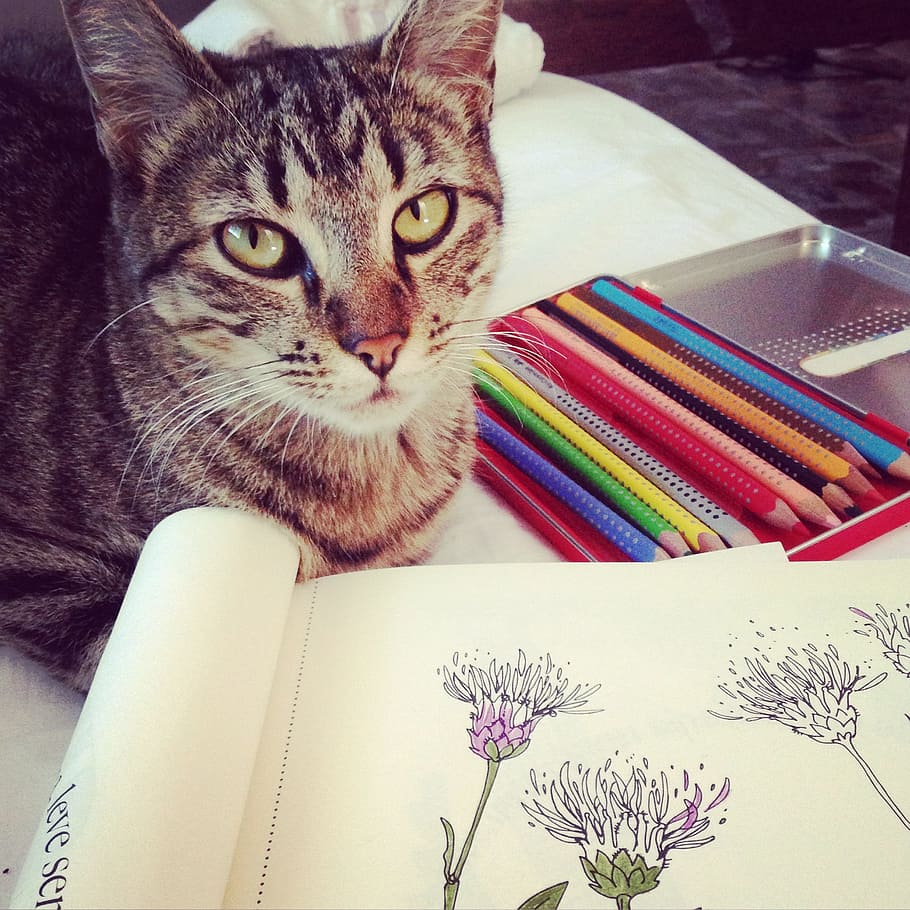 Cat, Coloring, Drawing, Hobby, do it yourself, pet, home, domestic cat HD wallpaper