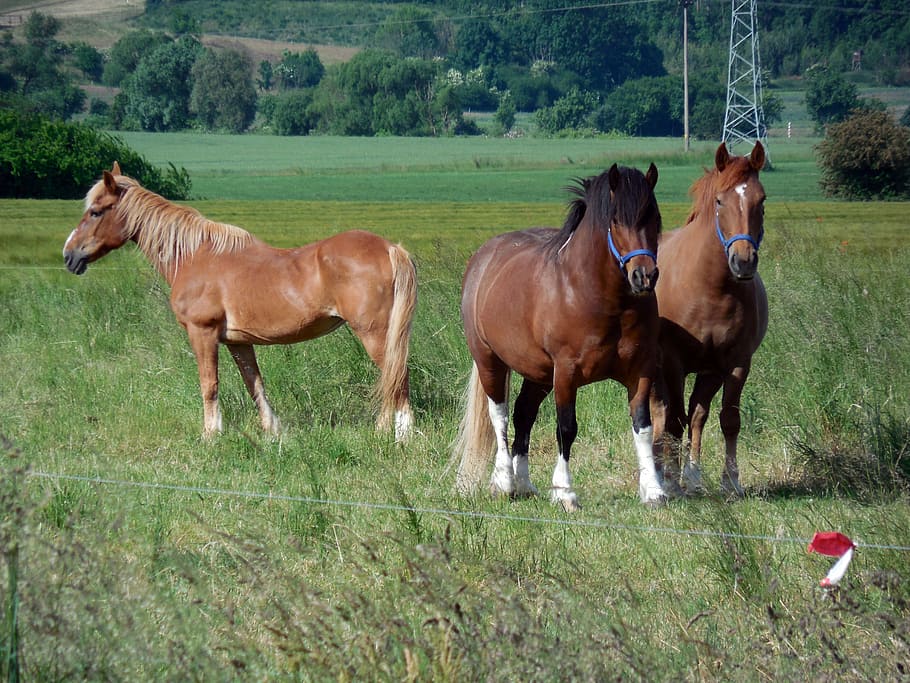 horses, paddock, coupling, pasture, mane, graze, horse head HD wallpaper