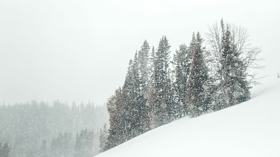 tree covered with snow during daytime, tree on snow covered mountain HD wallpaper