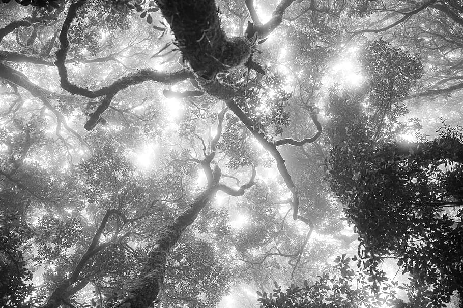 trees, plant, forest, sunlight, sky, nature, low angle view HD wallpaper