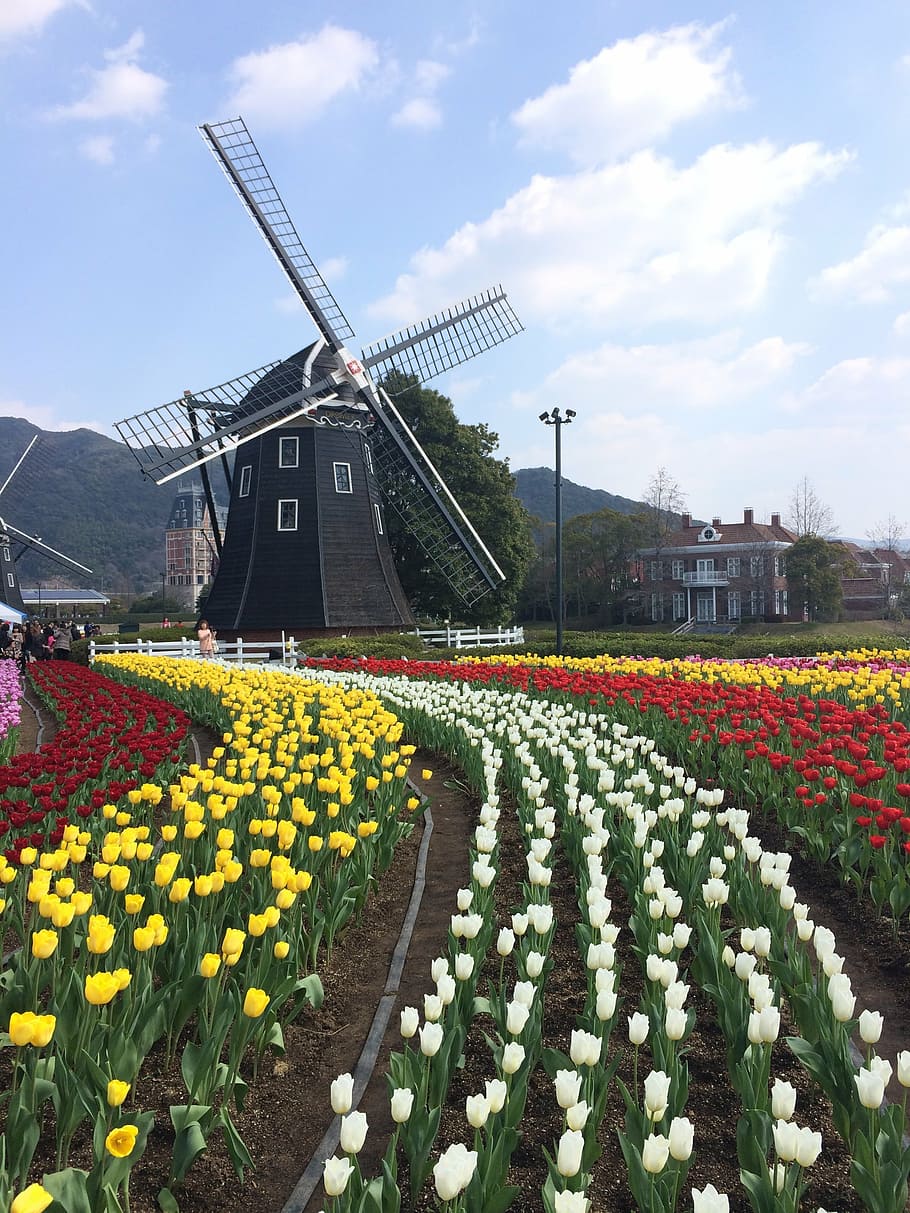 wind turbine, spring, natural, flower, tulip, nature, netherlands, HD wallpaper