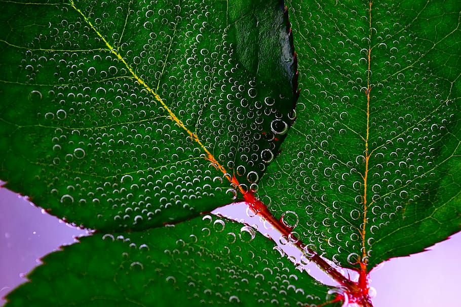 bubbles, close-up, green, leaves, water, nature, leaf, drop HD wallpaper