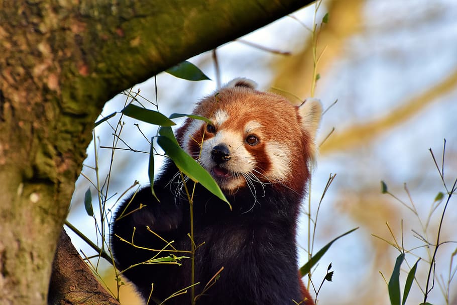 black and brown animal, panda, panda bear, brown panda, mammal HD wallpaper