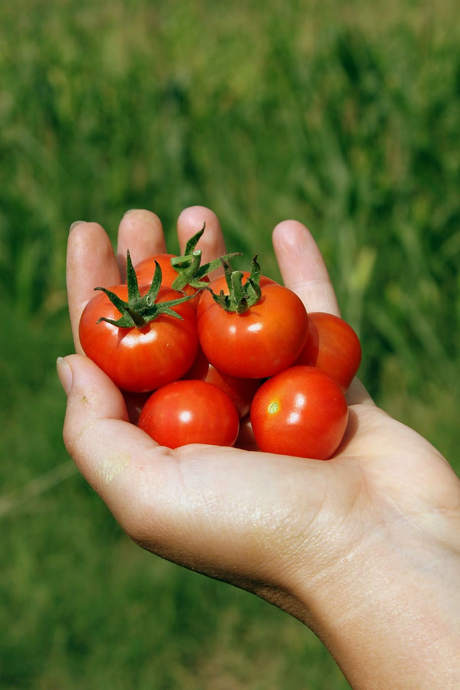 cherry, hand, handheld, matina, red, small, tomato, tomatoes HD wallpaper