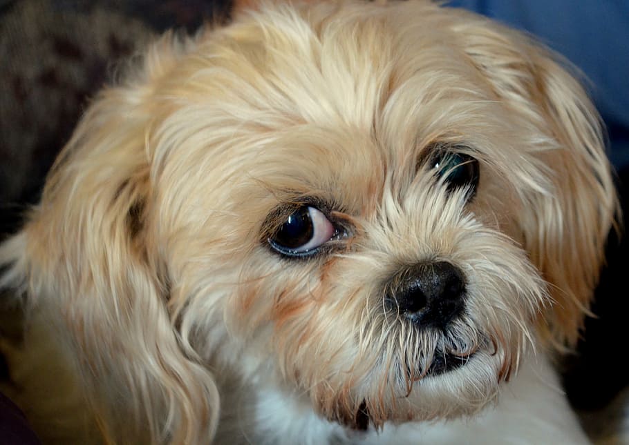 dog, terrier, mix, animal, pet, cute, canine, domestic, small HD wallpaper