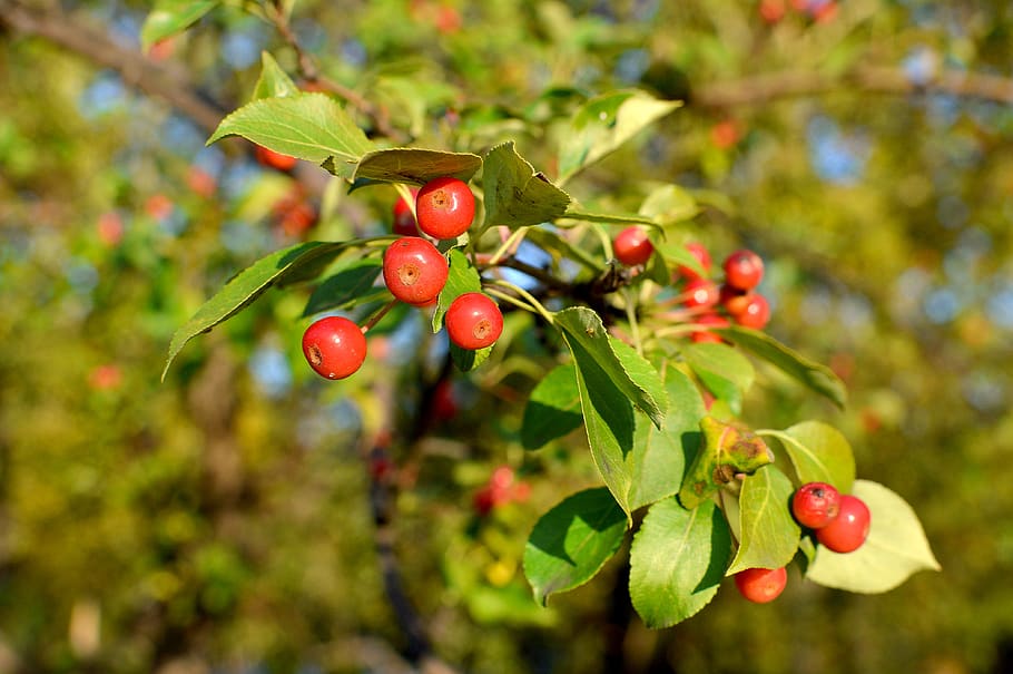 ranetka, august, branch, food, fruit, food and drink, healthy eating HD wallpaper