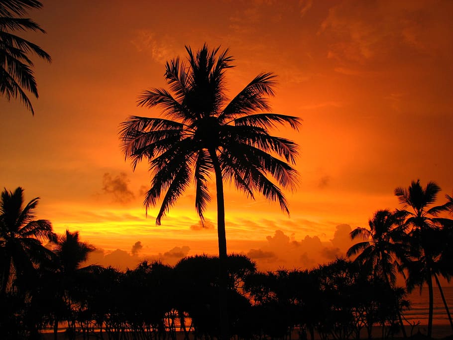 silhouette of coconut trees during golden hour, palm, sunset HD wallpaper