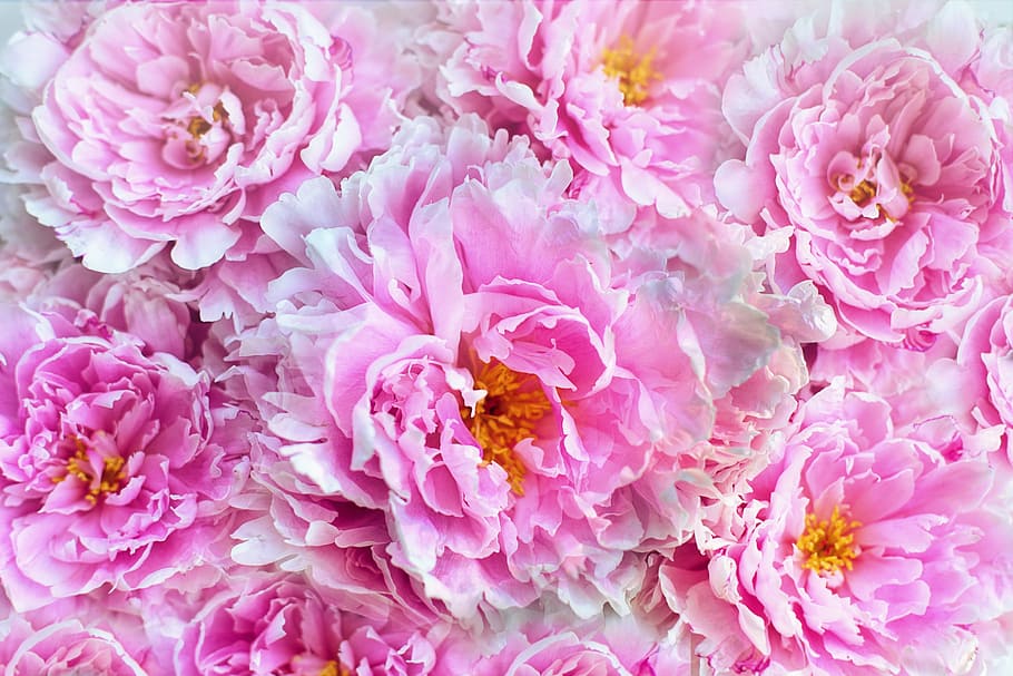 closeup photo of pink peony flowers, peonies, background, backdrop HD wallpaper